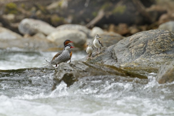 Torrent duck, Merganetta armata, pair of bird with young in mountain river with stone. Rare duck from Ecuador. Wildlife scene from nature. two bird in the water. Torrent duck family, stream habitat