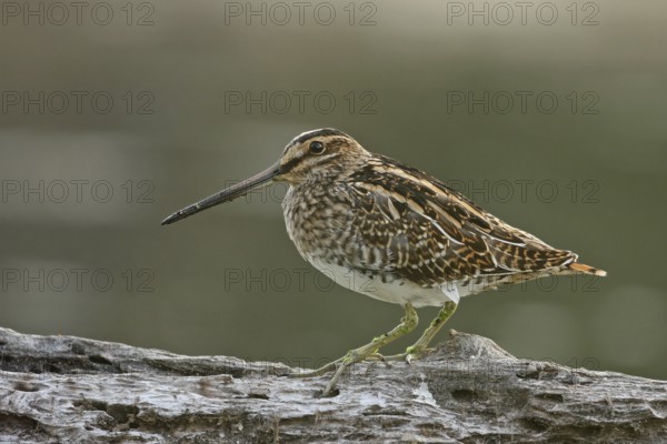 Common Snipe (Gallinago gallinago) male, Saxony, Germany
