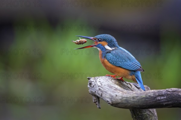Common Kingfisher (Alcedo atthis) female perched on a branch, Saxony-Anhalt, Germany