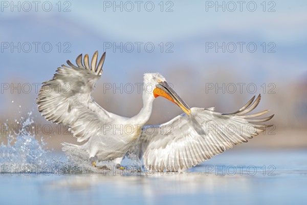 Dalmatian pelican, Pelecanus crispus, landing in Lake Kerkini, Greece. Pelican with open wings. Wildlife scene from European nature. Bird start in the water