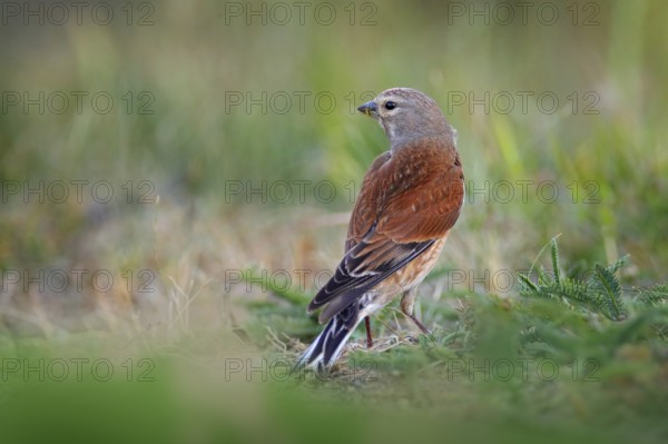 Carduelis cannabinam Common Linnet in the nature habitat. Brown Bird with grey head sitting in the grass, Czech Republic
