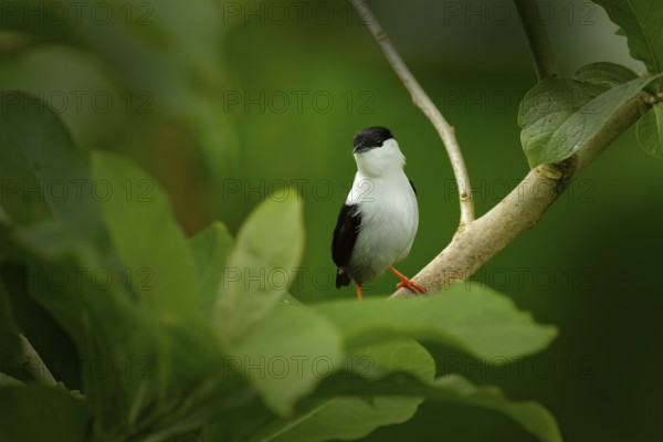 White-bearded Manakin, Manacus manacus, rare bird, Trinidad, Central America. Forest bird, wildlife scene from nature. Birdwatching in Trinidad. Manakin sitting in the green vegetation
