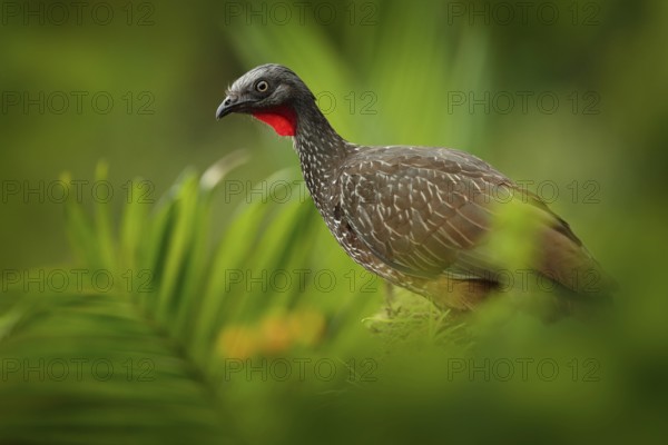 Band-tailed Guan, Penelope argyrotis, rare bird from dark forest Santa Marta mountain, Colombia. Birdwatching in South America