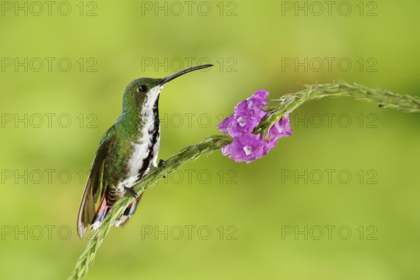 Hummingbird Green-breasted Mango sitting on pink flower. Wild tropic bird in the nature habitat, wildlife, Costa rica. Pink bloom with tinny bird