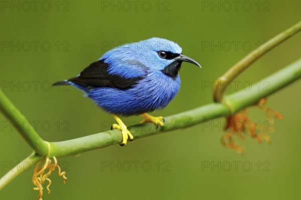 Shining Honeycreeper, Cyanerpes lucidus, exotic tropic blue tanager with yellow leg, Costa Rica. Blue songbird in the nature habitat. Beautiful blue exotic tropic blue bird with yellow leg, Nicaragua