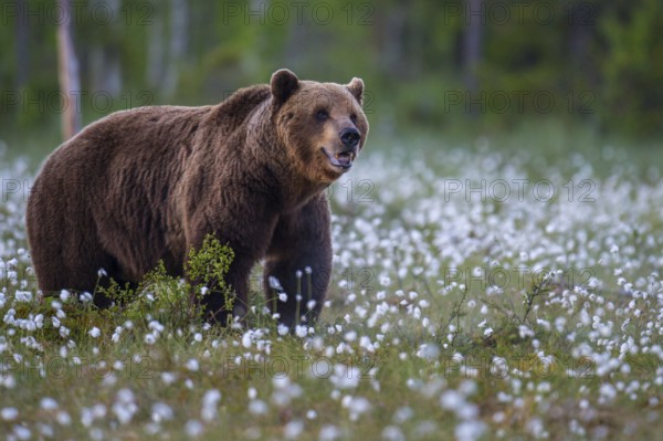 Eurasian Brown Bear (Ursus arctos) male in white cottongrass meadow, Finland