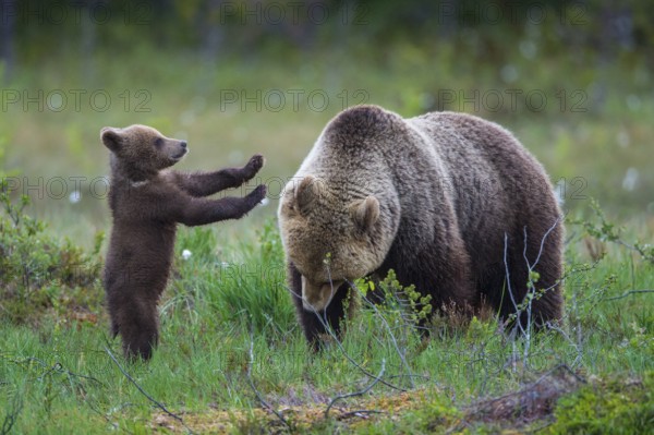 Eurasian Brown Bear (Ursus arctos) mother with cub, Finland
