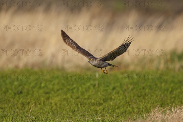 Eurasian Sparrowhawk (Accipiter nisus) flying, Austria