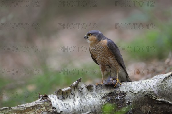 Sperber; lat. Accipiter nisus; Männchen mit gerupftem Kleinvogel am Beuteübergabeplatz ruft sein Weibchen