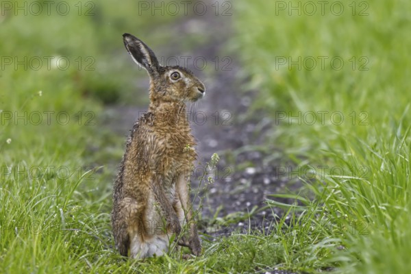 European Hare (Lepus europaeus) sitting in cereal field, North Rhine-Westphalia, Germany