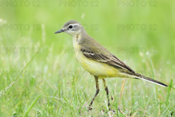 Western Yellow Wagtail (Motacilla flava), Burgenland, Austria