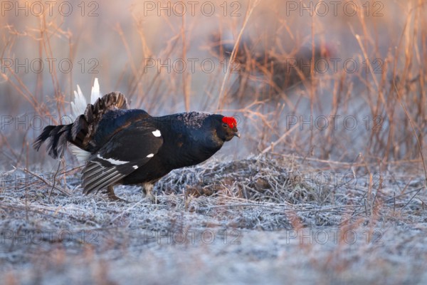 Black Grouse (Lyrurus tetrix) male, Nizhegorodskaya, Russia