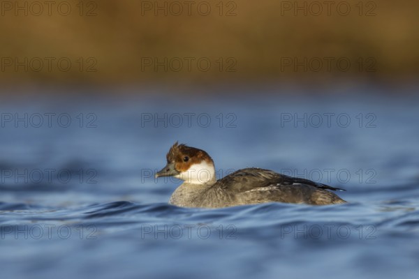 Smew (Mergellus albellus) female, Utrecht, Netherlands