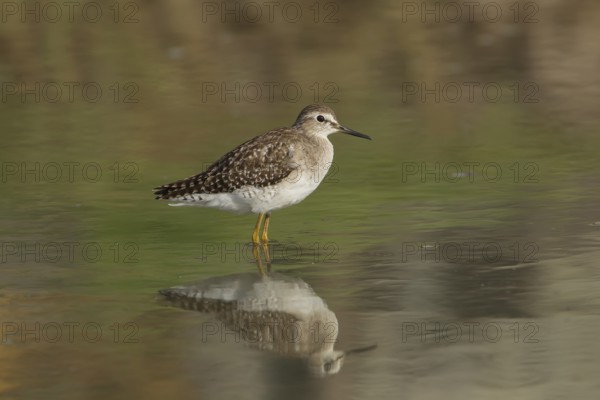 Wood Sandpiper (Tringa glareola), Gambia