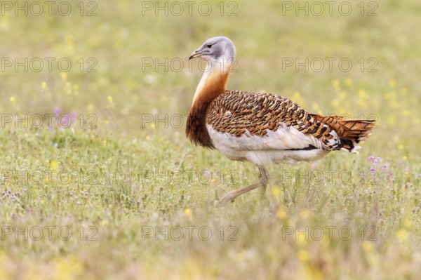 Great Bustard (Otis tarda), Castile, Spain