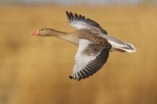 Greylag Goose (Anser anser) flying, Lake Neusiedl, Austria