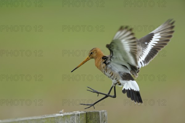 Uferschnepfe (Limosa limosa), Black-tailed Godwit, landender Altvogel auf Sitzwarte, Mai, Nijkerk, Niederlande