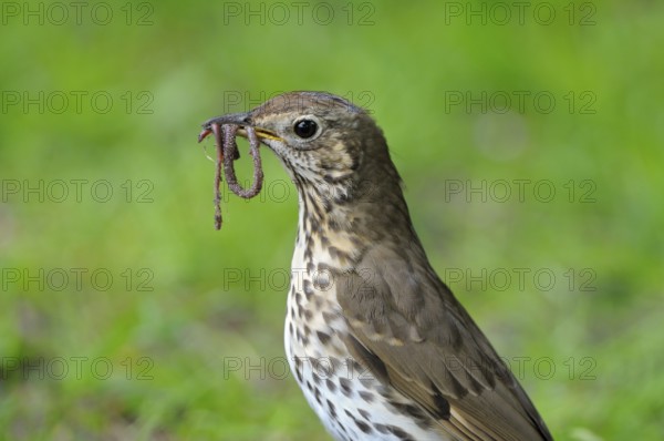 Singdrossel (Turdus philomelos), Song Thrush, Altvogel bei der Futtersuche, mit Wuermern im Schnabel, Mai, Borken, Muensterland, Nordrhein-Westfalen, Deutschland