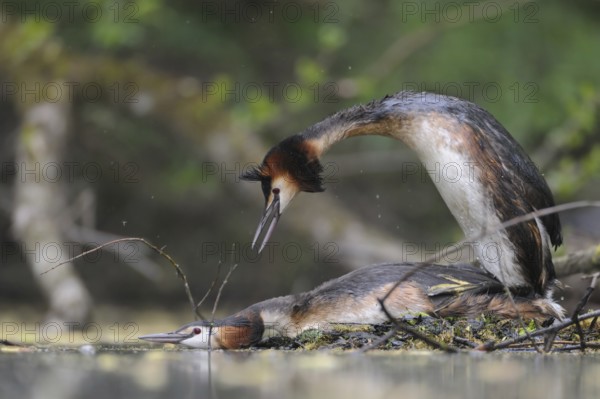 Great Crested Grebe (Podiceps cristatus), North Rhine-Westphalia, Germany