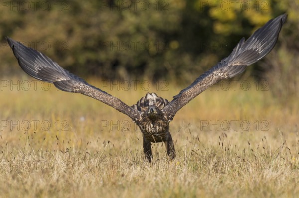 White-tailed Eagle (Haliaeetus albicilla) flying, Kutno, Poland