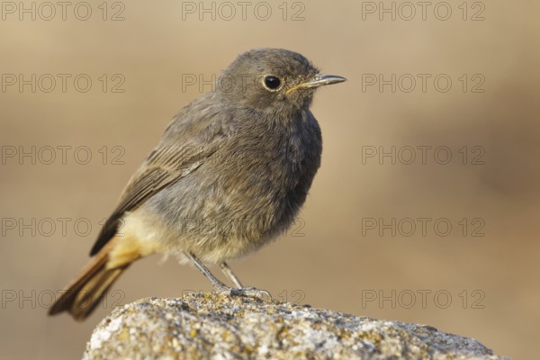 Black Redstart (Phoenicurus ochruros), Castile, Spain