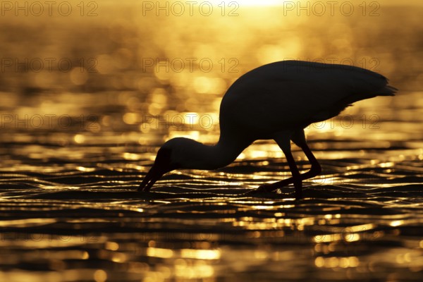 American White Ibis (Eudocimus albus), Florida, USA