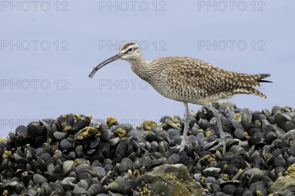 Whimbrel (Numenius phaeopus), California, USA