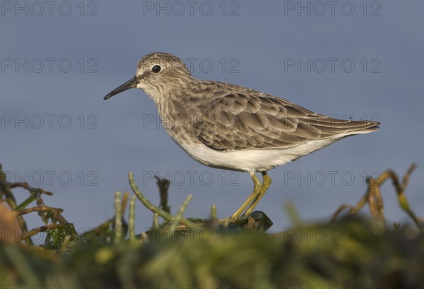 Least Sandpiper (Calidris minutilla), British Columbia, Canada