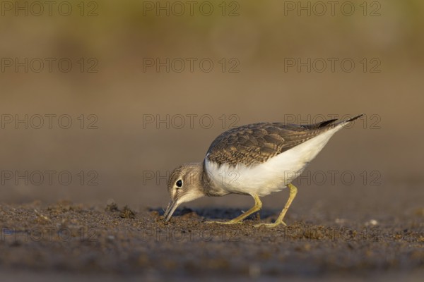 Common Sandpiper (Actitis hypoleucos), North Rhine-Westphalia, Germany