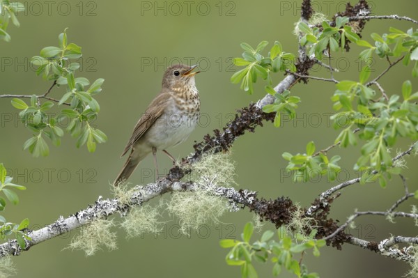 Swainson's Thrush (Catharus ustulatus) perched on a branch in Victoria, BC, Canada