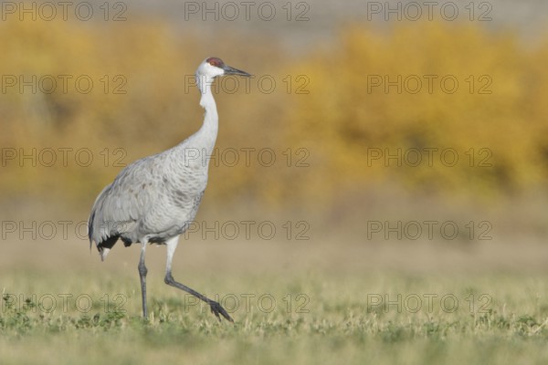 Sandhill Crane (Antigone canadensis), New Mexico, USA