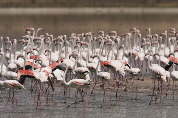 Greater Flamingo (Phoenicopterus roseus), Castile-La Mancha, Spain