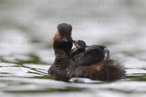Black-necked Grebe (Podiceps nigricollis) chick, Bavaria, Germany