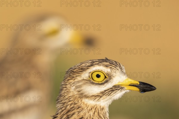 Eurasian Stone-curlew (Burhinus oedicnemus), Castile-La Mancha, Spain