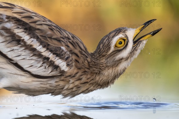Eurasian Stone-curlew (Burhinus oedicnemus) drinking, Castile-La Mancha, Spain
