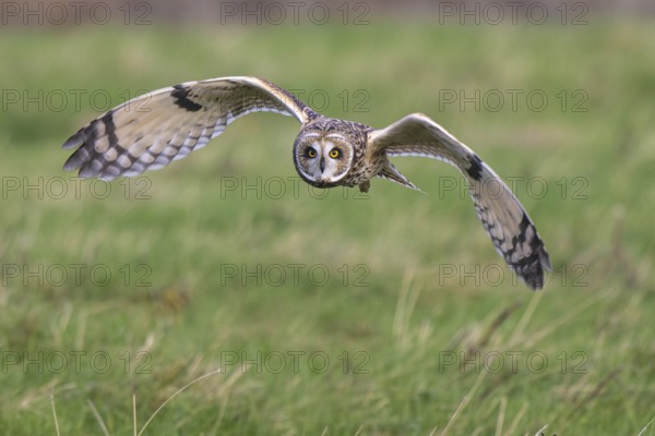 Short-eared Owl (Asio flammeus) flying, Netherlands