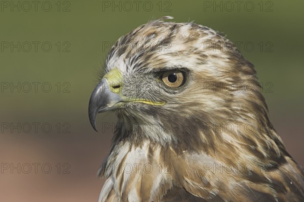 Red-tailed Hawk (Buteo jamaicensis), Alberta, Canada