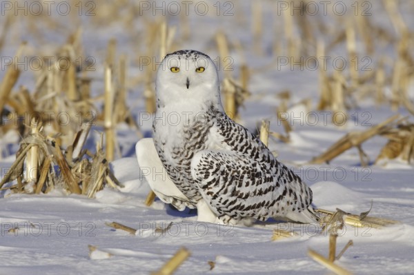 Snowy Owl (Bubo scandiacus), Ontario, Canada
