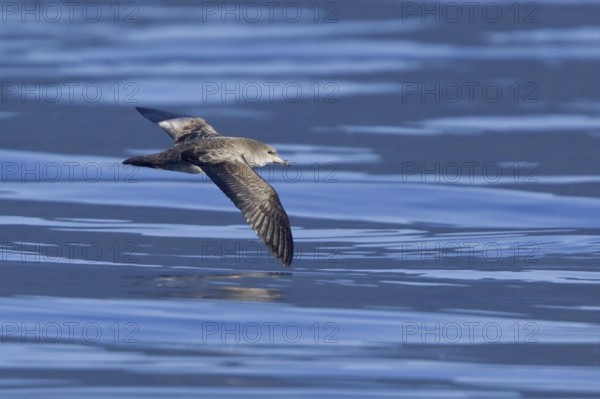 Pink-footed Shearwater (Ardenna creatopus) flying, British Columbia, Canada