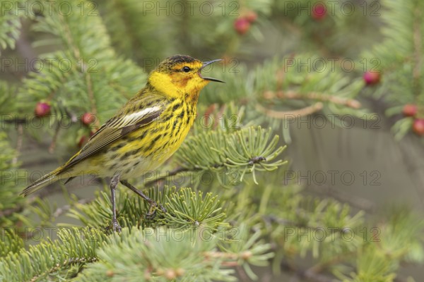 Cape May Warbler (Dendroica tigrina) perched on a branch in Ontario, Canada