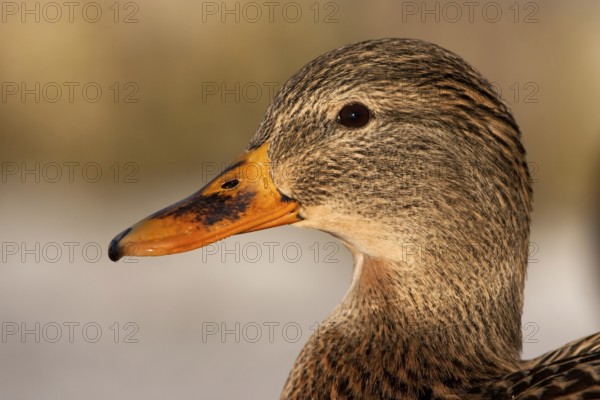 Mallard (Anas platyrhynchos) female, Berlin, Germany