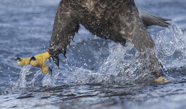 Bald Eagle (Haliaeetus leucocephalus) hunting, Alaska, USA