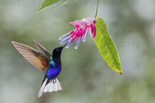 Velvet-purple Coronet (Boissonneaua jardini) flying while feeding at a flower in Colombia, South America