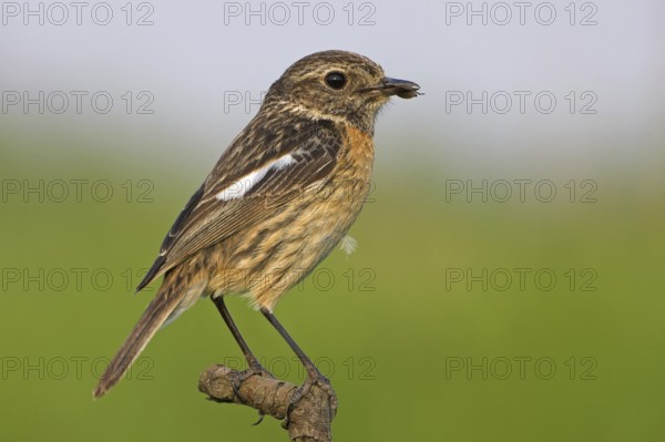 European Stonechat (Saxicola rubicola) female, Rhineland-Palatinate, Germany