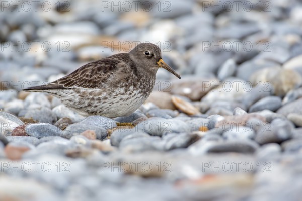 Purple Sandpiper (Calidris maritima), Schleswig-Holstein, Germany