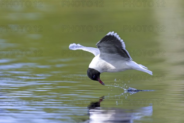 Hunting little gull (Hydrocoloeus minutus, Larus minutus) adult in summer plumage in flight catching mayflies from water surface of pond in spring