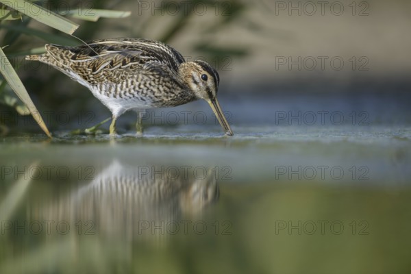 Common Snipe (Gallinago gallinago), Thuringia, Germany