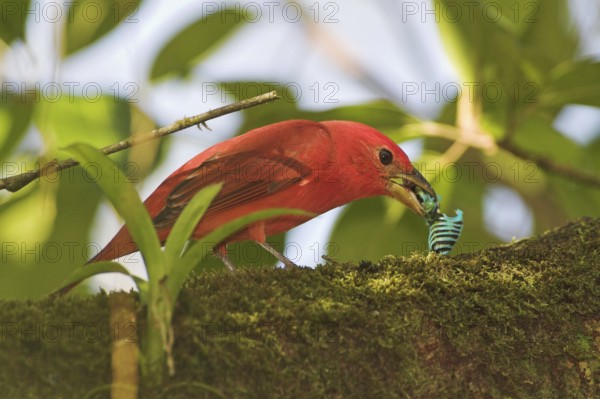 Summer Tanager (Piranga rubra) male, Costa Rica