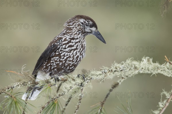 Spotted Nutcracker (Nucifraga caryocatactes), St. Gallen, Switzerland