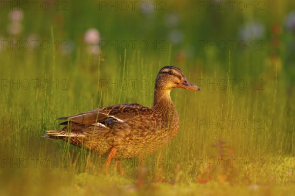 Mallard (Anas platyrhynchos) female, North Rhine-Westphalia, Germany
